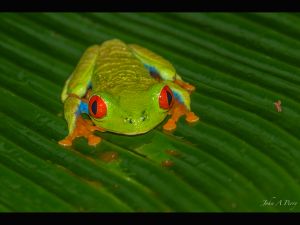 Tree Frog